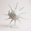 C.Wonder Ceramic Conch Shell Sculpture