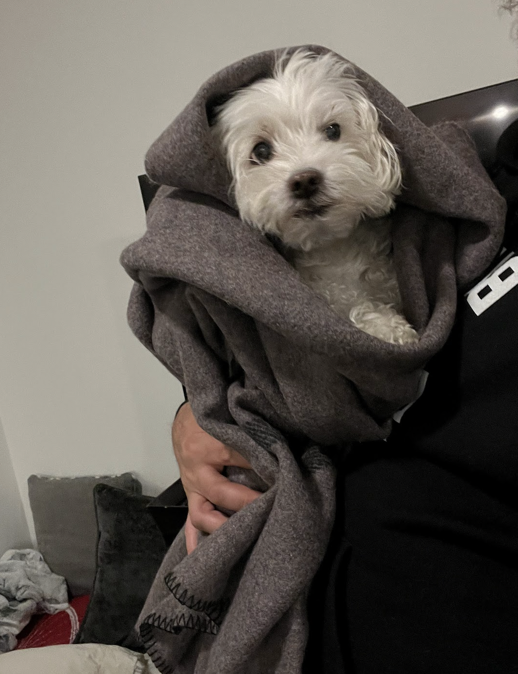 Authentic 1950's Canadian Civil Defense Wool Blanket, Brand New *Very RARE*